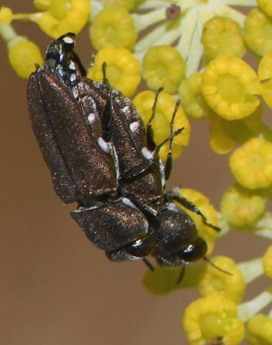 Réf. 234 691 : Anthaxia sp.